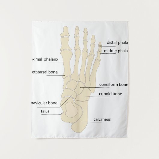 Anatomie van de botten wandkleed (Voorkant)