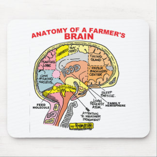 ANATOMIE VAN DE BRAIN VAN EEN LANDBOUW MUISMAT