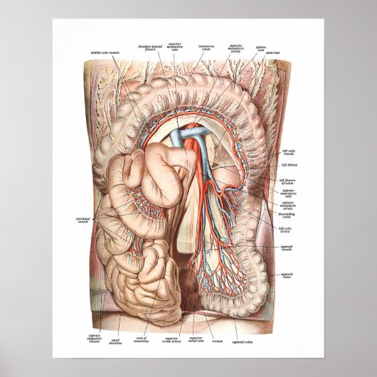 Anatomie van de buik poster (Voorkant)