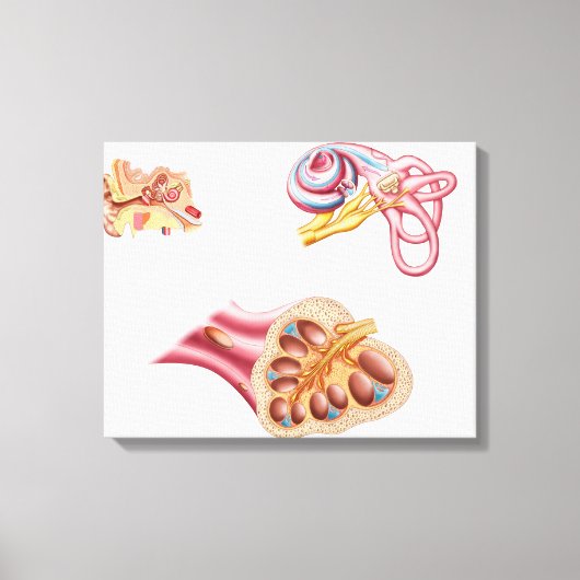 Anatomie van de cochleaar in het menselijk oor canvas afdruk (Voorkant)