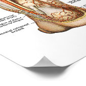 Anatomie van de Feet Poster (Hoek)