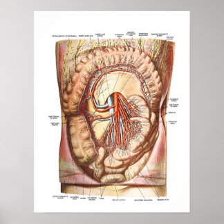 Anatomie van de grote darmen poster