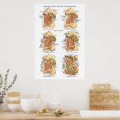 Anatomie van de Heckgrafiek Superficial & Deep Lay Poster (Keuken)