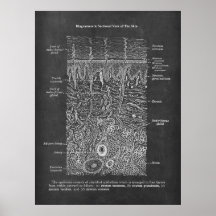 Anatomie van de Huid Dermatologist gift