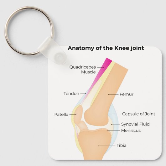 Anatomie van de knie sleutelhanger (Voorkant)