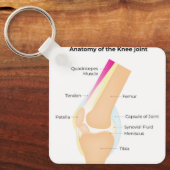 Anatomie van de knie sleutelhanger (Voorkant)
