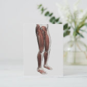 Anatomie van de mannetjes, voorzijde 1 briefkaart (Staand voorkant)