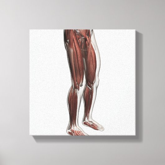 Anatomie van de mannetjes, voorzijde 1 canvas afdruk (Voorkant)