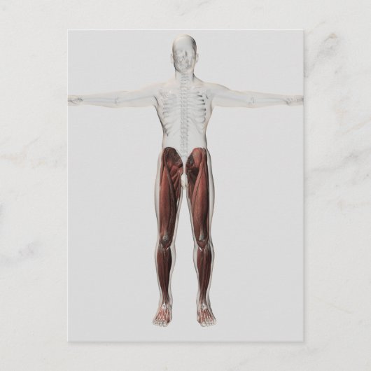 Anatomie van de mannetjes, voorzijde 2 briefkaart (Voorkant)