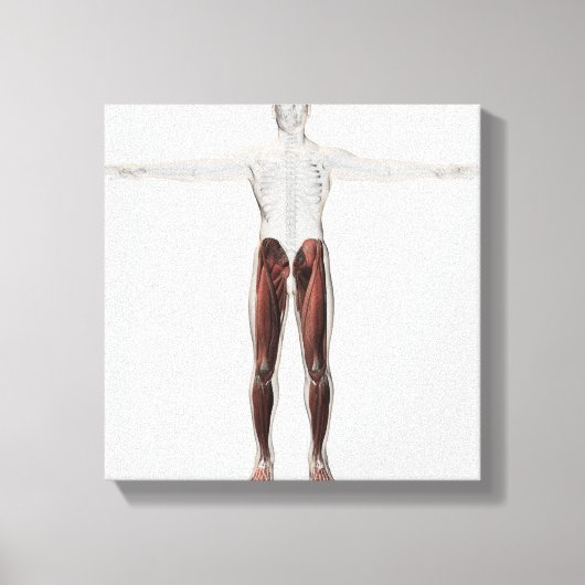 Anatomie van de mannetjes, voorzijde 2 canvas afdruk (Voorkant)