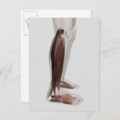 Anatomie van de mannetjes, voorzijde 3 briefkaart (Voorkant / Achterkant)