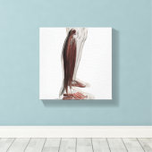 Anatomie van de mannetjes, voorzijde 3 canvas afdruk (Insitu (Houten vloer))