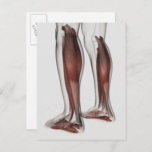 Anatomie van de mannetjes, voorzijde 5 briefkaart (Voorkant / Achterkant)