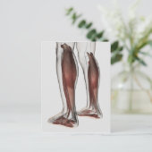 Anatomie van de mannetjes, voorzijde 5 briefkaart (Staand voorkant)