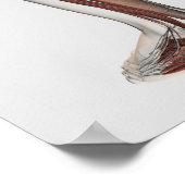 Anatomie van de mannetjes, voorzijde 5 poster (Hoek)