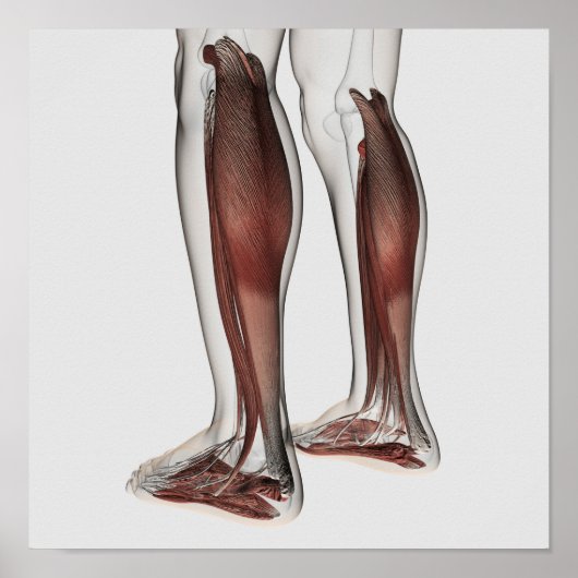 Anatomie van de mannetjes, voorzijde 5 poster (Voorkant)