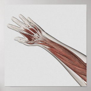 Anatomie van de menselijke arm en de hand poster