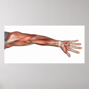 Anatomie van de menselijke armen, voorste Uitzicht Poster