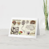 Anatomie van de Menselijke Hersenen Kaart (Voorkant)