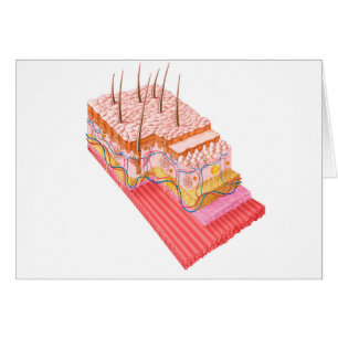 Anatomie van de menselijke huid
