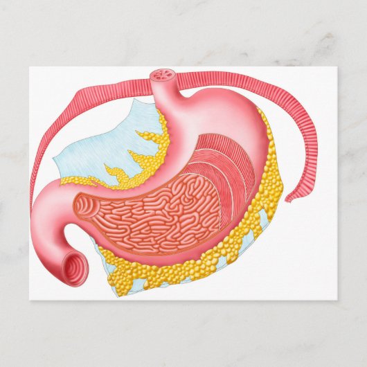 Anatomie van de menselijke maag briefkaart (Voorkant)