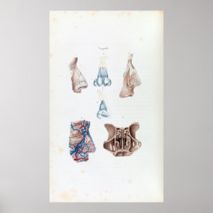  anatomie van de menselijke neus en Sinussen Poster