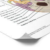 Anatomie van de menselijke schedel 18 X 24 Poster (Hoek)