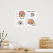 Anatomie van de menselijke schedel 18 X 24 Poster (Keuken)