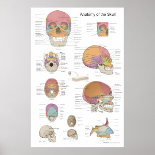 Anatomie van de menselijke schedel 24 x 36 poster