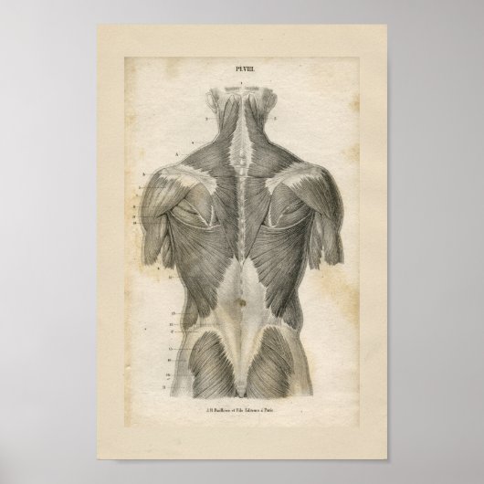 Anatomie van de menselijke spier Afdrukken Poster (Voorkant)