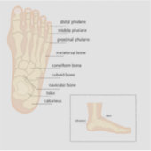 Anatomie van de menselijke voet sticker (Voorkant)