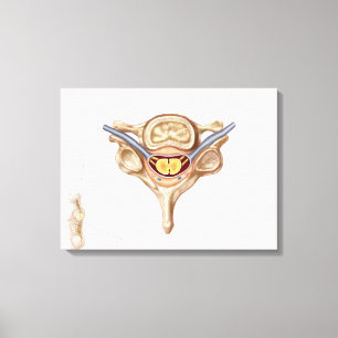 Anatomie van de menselijke wervel canvas afdruk