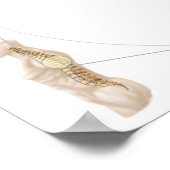 Anatomie van de menselijke wervel poster (Hoek)