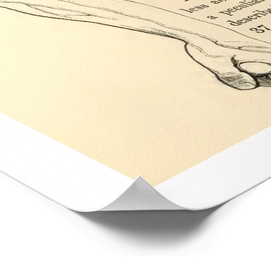  anatomie van de mensheid poster (Hoek)