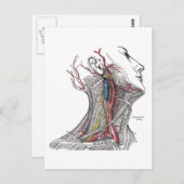 Anatomie van de nek briefkaart (Voorkant / Achterkant)