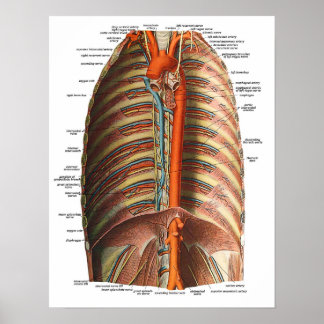 Anatomie van de ribben en Thorax Poster