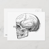 Anatomie van de schedel briefkaart (Voorkant / Achterkant)