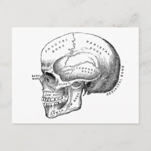 Anatomie van de schedel briefkaart
