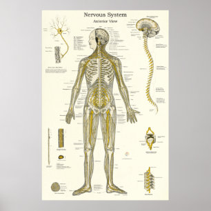 Anatomie van de spinale zenuwen Chiropractie Poster