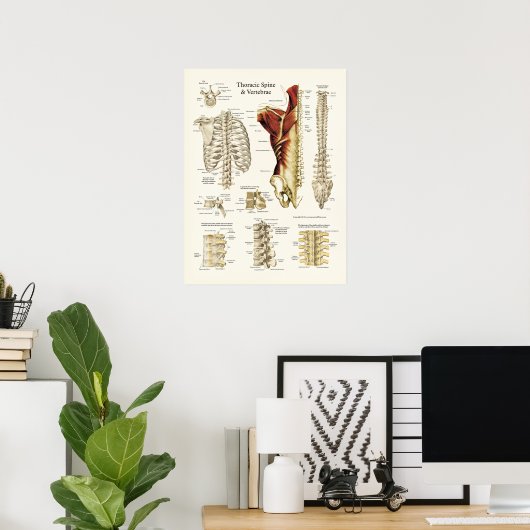 Anatomie van de thoracale wervelkolom en wervels poster (Thuiskantoor)