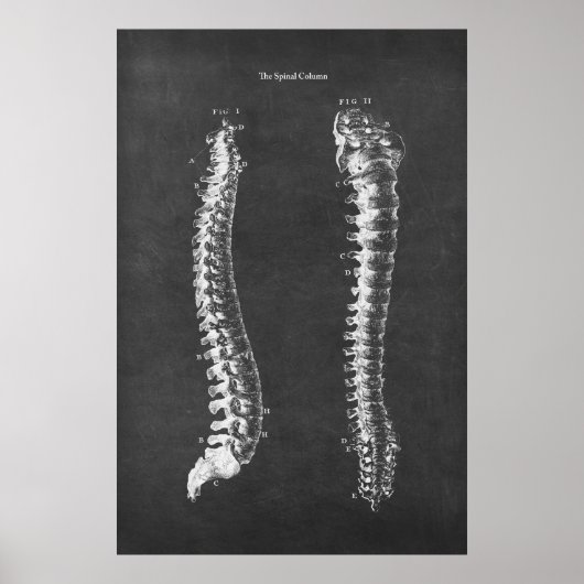 Anatomie van de wervelkolom Physical Therapy Art Poster (Voorkant)