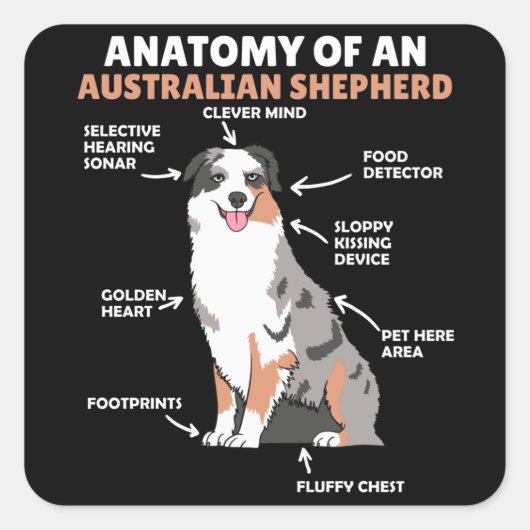 Anatomie van een Australische herder- en herderhaa Vierkante Sticker (Voorkant)