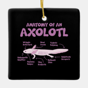 anatomie van een axolotl axolotls biologie science keramisch ornament