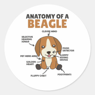 Anatomie van een beagle-koehandel ronde sticker