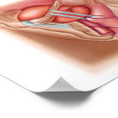 Anatomie van een blaasophanging poster (Hoek)