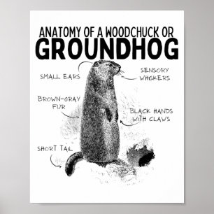 Anatomie van een bosmarmot of grondmarmot Funny di Poster