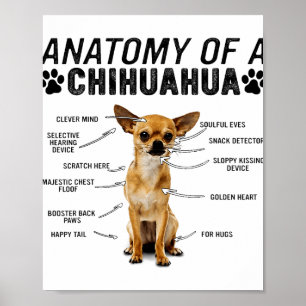 anatomie van een chihuahua - man van de liefhebber poster