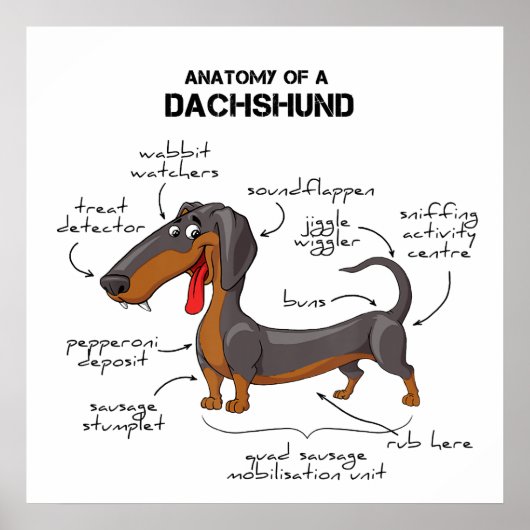 Anatomie van een dachshund - Funny Dog Poster (Voorkant)