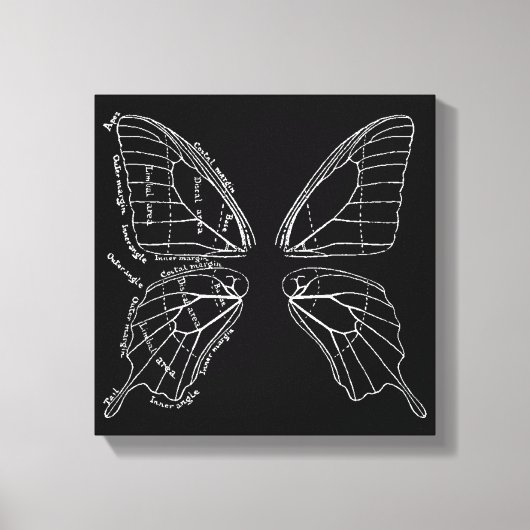 Anatomie van een  diagram van een vlindervleugel canvas afdruk (Voorkant)