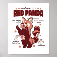 Anatomie van een Dierenvriend van de Rode Panda